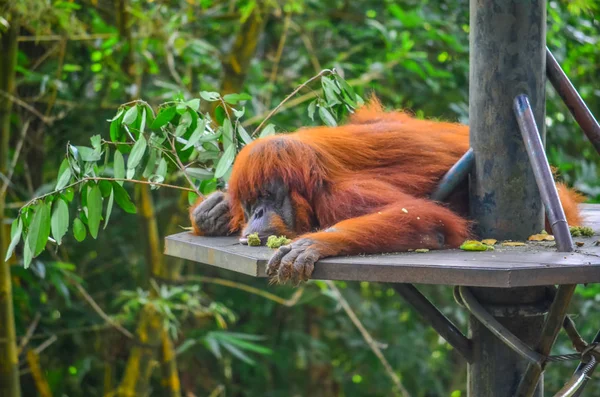 Orangutan v zoo — Stock fotografie