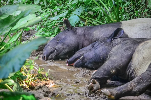 Tapir Stockbild