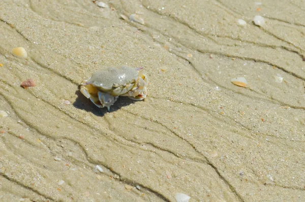 Langkawi Yengeç Andaman deniz