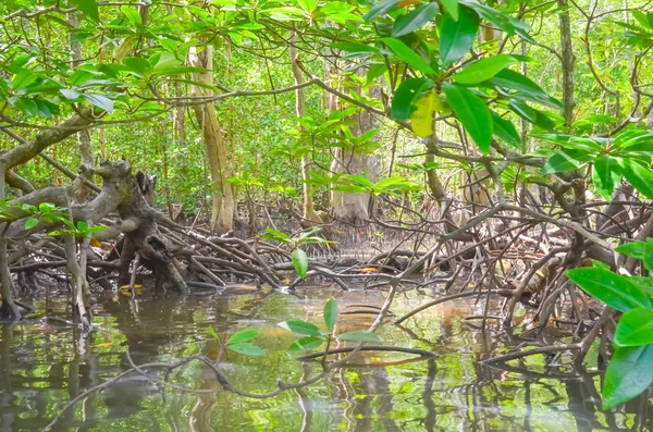 Mangrove Ormanı