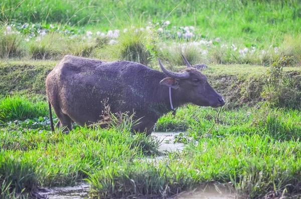 マレーシアの牛 — ストック写真