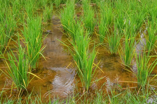 兰卡威的稻田 — 图库照片