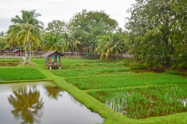Langkawi 'deki chenang pirinç Müzesi
