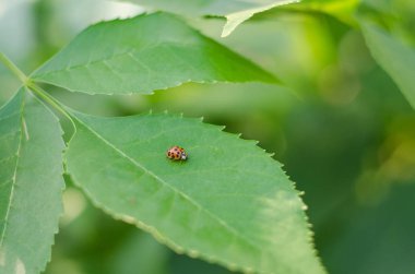 Ladybug üzerinde bir sulu yeşil yaprak