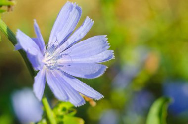 Yaz çayırında mavi çiçek Chicory