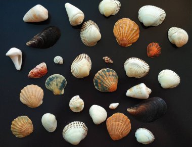 deniz kabukları küçük koleksiyonu