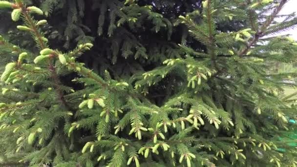 Les branches de sapin se balancent lentement dans le vent 