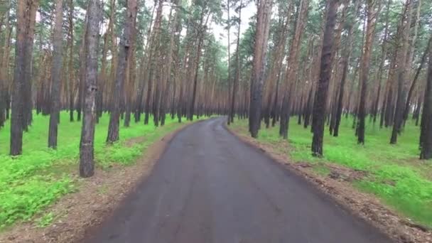 Çam ormanında yürü — Stok video