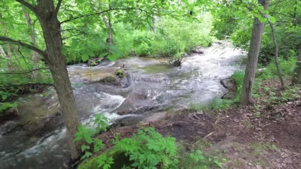 Corriente que fluye en el bosque entre piedras — Vídeo de stock