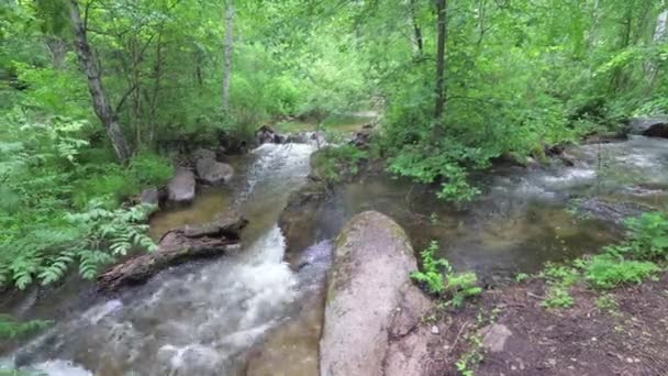 Ручей, текущий в лесу среди камней — стоковое видео