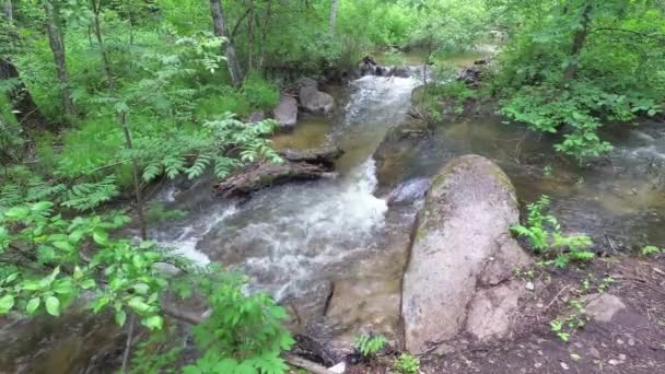 Ruisseau coulant dans la forêt parmi les pierres — Video