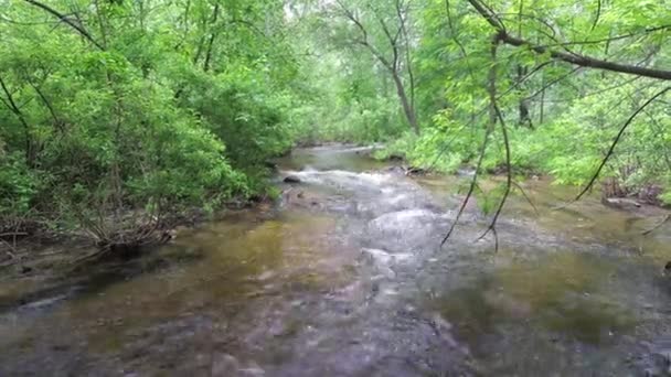 Il flusso pieno scorre rapidamente nella foresta — Video Stock