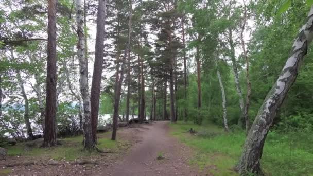 Skogsstig nära sjön — Stockvideo