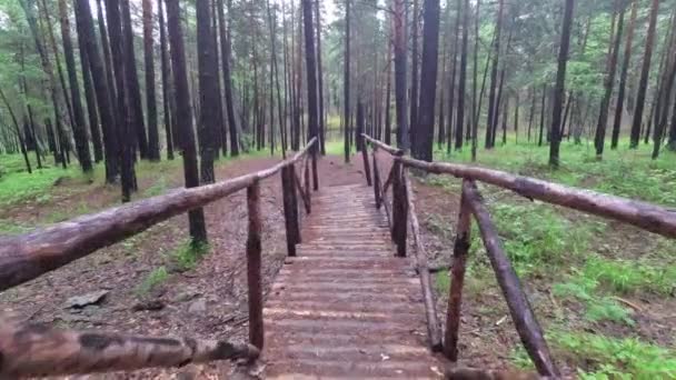 Houten brug in het dennenbos — Stockvideo