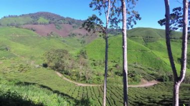Güzel çay tarlaları, Cameron Highlands, Tanah Rata Malezya