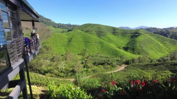 Lindas Plantações Chá Cameron Highlands Tanah Rata Malásia — Vídeo de Stock