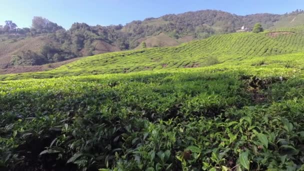 Lindas Plantações Chá Cameron Highlands Tanah Rata Malásia — Vídeo de Stock