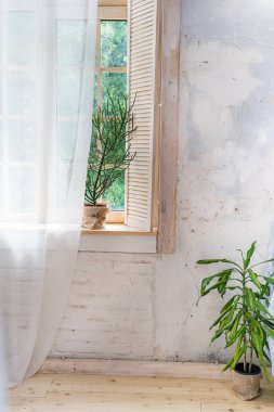 Cam pencereler beyaz perdeler ile ağaçların üzerinden çiçek zemin ve görünümü üzerinde bir tencerede. Gölge ahşap zemin üzerinde öngörülmektedir.