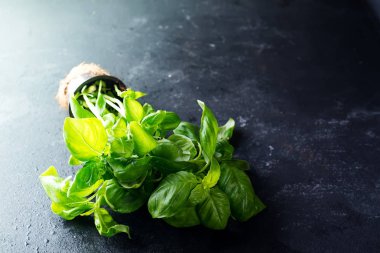 Karanlık taş zemin üzerine tencerede reyhan. Fesleğen bitki bahçede büyüyen.