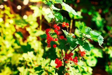 Arka plan kapatmak görünüm seçici odak resim kadar yeşil ve kırmızı meyveler Olgun kırmızı kuş üzümü çiy ile Bush damla