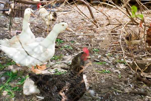 Geese, chicken and ducks in the bird\'s yard. Two goose chase other birds from the feeder