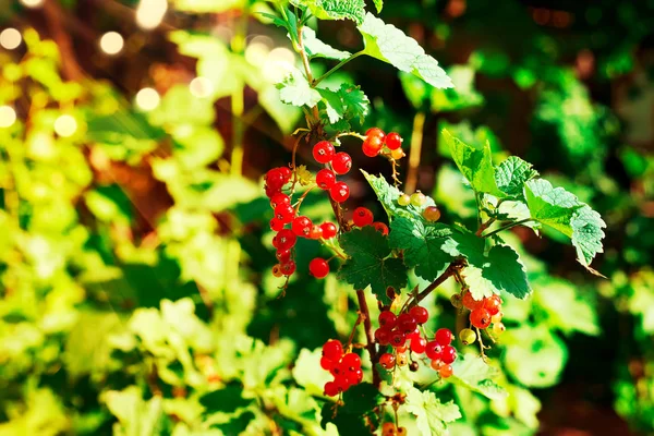 Arka plan kapatmak görünüm seçici odak resim kadar yeşil ve kırmızı meyveler Olgun kırmızı kuş üzümü çiy ile Bush damla