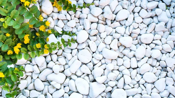 Naturally Polished White Rock Pebbles Green Weaving Plant Frame Background — Stock Photo, Image