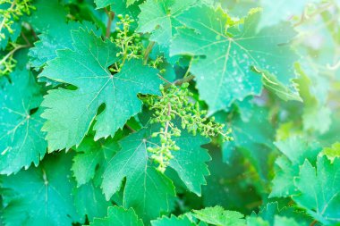 Taze yeşil yaprak üzüm Şubesi bahar. Genç asma yaprağı portre. Şarap bahçede İlkbahar.