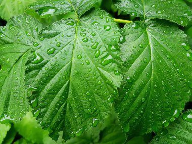 Güzel yeşil yaprak doku damla su, makro çekim
