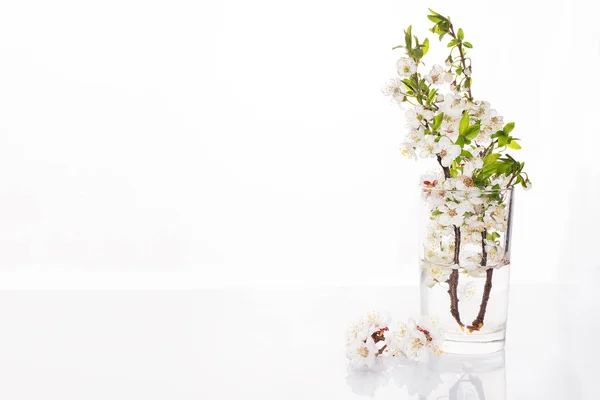 Bela Flor Cereja Vaso Isolado Fundo Branco Com Espaço Cópia — Fotografia de Stock