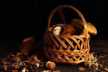 Pişmemiş vahşi orman mantar sarı çörek, huş ağacı çeşitli mantar, russules karanlık dokulu arka plan üzerinde sepette. Rustik tarzı, doğal gün ışığı. Yakın çekim