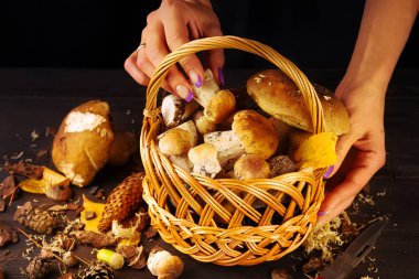 Pişmemiş vahşi orman mantar sarı çörek, huş ağacı çeşitli mantar, russules karanlık dokulu arka plan üzerinde sepette. Rustik tarzı, doğal gün ışığı. Yakın çekim