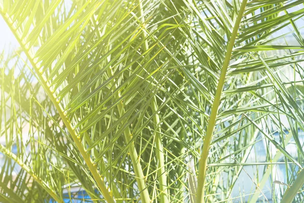 阳光效果棕榈树丛林蓝天色调破旧的自然景观热带背景假日旅游设计视图 — 图库照片