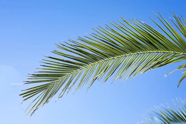 Folha Palmeira Verde Fresca Com Sua Bela Textura Sob Céu — Fotografia de Stock