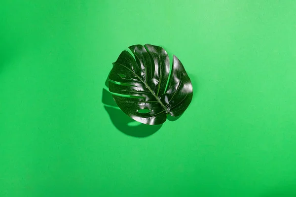 Feuille Tropicale Monstera Sur Fond Vert Avec Des Ombres Profondes — Photo