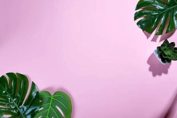 Folhas Tropicais Monstera Echeviera Fundo Suave Rosa Com Sombras Profundas — Fotografia de Stock