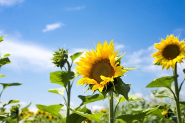 alan mavi gökyüzü altında çiçek açan ayçiçeği güneş ışıklı