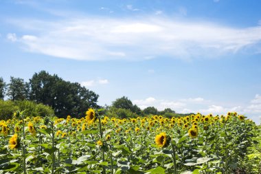 alan mavi gökyüzü altında çiçek açan ayçiçeği güneş ışıklı