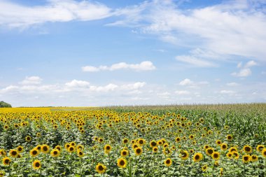alan mavi gökyüzü altında çiçek açan ayçiçeği güneş ışıklı
