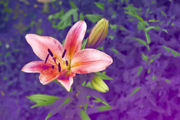 Pembe Lily Çiçek Atış Kapatın — Stok fotoğraf