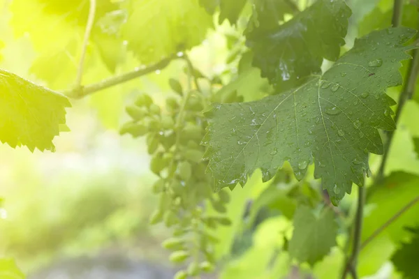 Close Organic Green Grapes Rain Drops Leaves — Stock Photo, Image