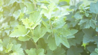 yemyeşil yeşil bush yaprakların atış kapatın