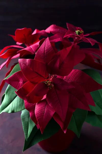Piękny czerwony kwiat Boże Narodzenie Poinsettia na ciemnym tle drewnianych z głębokim światła, z bliska — Zdjęcie stockowe