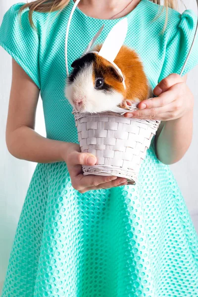 Muy cariñoso conejillo de indias en canasta blanca con su amigo. Amor por los animales estilo de vida, concepto de felicidad. Vacaciones de Pascua —  Fotos de Stock