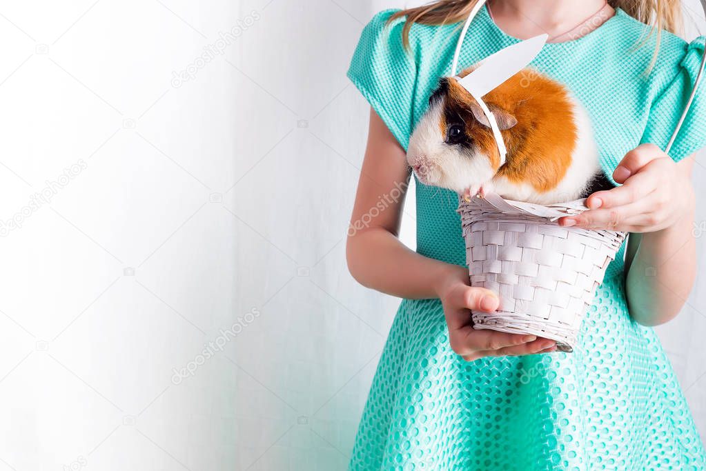 very caring little guinea pig in white basket with his friend. Love for animals lifestyle , happiness concept . Easter holiday