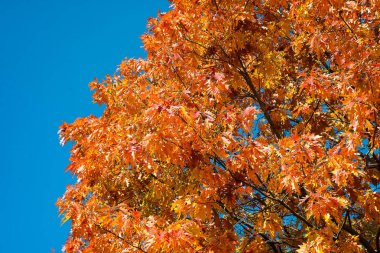 arka plan doku sarı sonbahar ve mavi gökyüzü bırakır