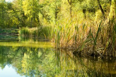 Yaz orman göl su manzara
