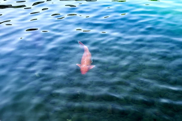 Koi-Karpfen, japanische Großfische, Unterwasser im Garten. — Stockfoto