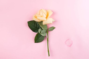Güzel tek bej pembe arka plan izole gül, düz yatıyordu kopya alanı