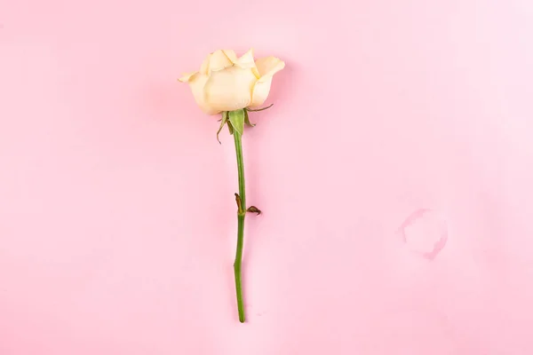 분홍색 배경에 고립 된 아름다운 싱글 베이지 색 장미, 플랫 레이 카피 공간 — 스톡 사진